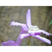 Lynette Galchuttさんの写真