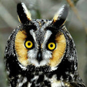 Virginia Purdy's photo