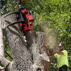 Ultimate Cut Tree Service