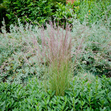 Aristada Accent Grass