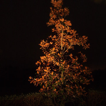 A Study in Tree Lighting