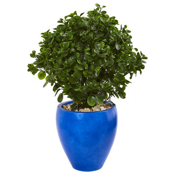 30� Peperomia Plant in Sand Stone Planter UV Resistant (Indoor/Outdoor)