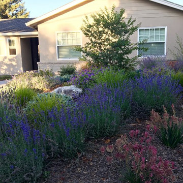 Los Altos No Lawn, Low Water
