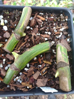 Propagating monstera from leafless stem cuttings | Houzz Forum