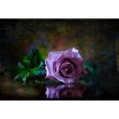 Leticia Arroyo Pastrana's photo