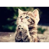 Colleen O'Gorman's photo