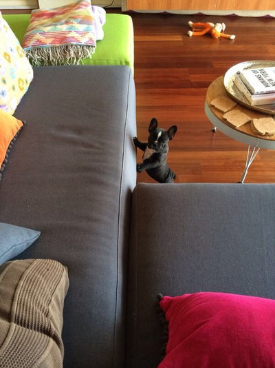Houzz Call: Send in the Dogs