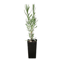 Italian Lavender - Plants