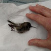 Found a dead hummingbird hanging from feeder.