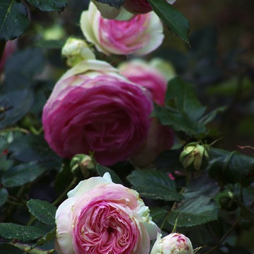 Pierre de Ronsard/Edn Rose/Meiviolin