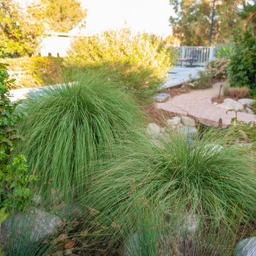 Vibrant, Heat and Drought Tolerant Foliage