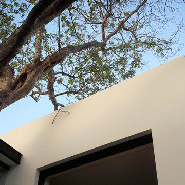 CASA DEL ARBOL