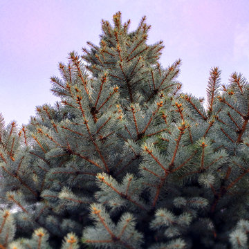 Bold Blue Spruce | Elegant Accent | Privacy screen