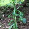 Thistle identification?