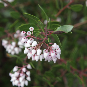 Bold Manzanita