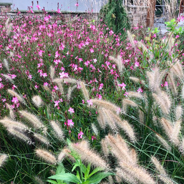 Pollinator-friendly front garden