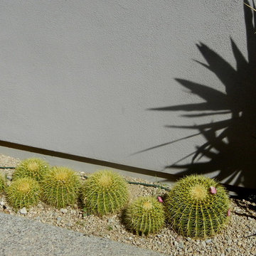 Succulents
