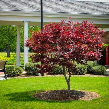 Japanese Maple 'Bloodgood'