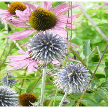 Arts and Crafts House