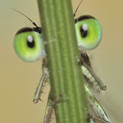 E. Vanessa Gillis's photo