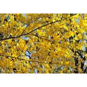 Dulcelina Delekta's photo