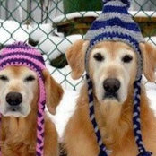 WLb Dog's photo