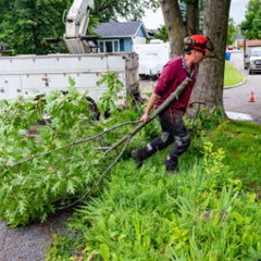Troy Tree Service Hub