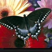 Wanda Csiki's photo