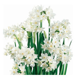 Paperwhite Narcissus Bulbs - Plants
