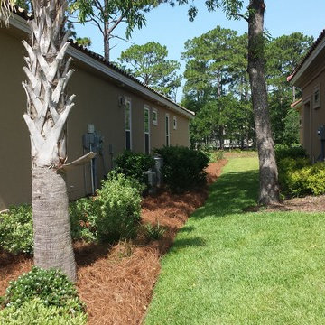 Pine Straw