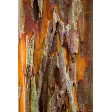 Fine Art Photograph, Crape Myrtle Bark II, Fine Art Paper Giclee