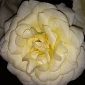 Foto von Cathryn Green