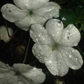 Louise Michaud's photo