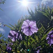 Foto von Melissa Cook