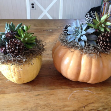 Fairy Gardens, Terrariums & Succulents