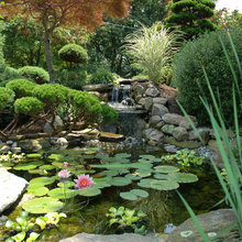 Water lily ponds