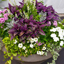 Landscape Ideas