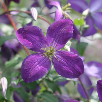 Happy Jack™ Purple Clematis