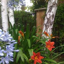 Iron Fence With Vegetation