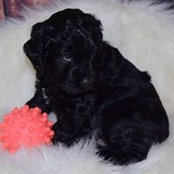 Lisa Strong's photo