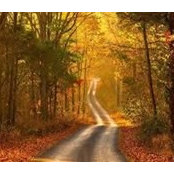 Pamela Holder's photo