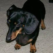 Sharon Goodman's photo