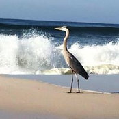 Brian Lazenby's photo