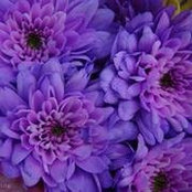Huyen Ho's photo