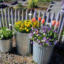 Container Gardening
