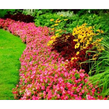 Lawn Maintenance Service
