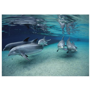 Bottlenose Dolphin Group Swimming In Shallow Water, Hawaii-Paper Art