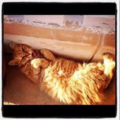 Julie Cortis's photo