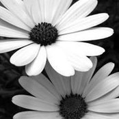 Foto von Lori Flowers-Ross