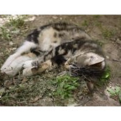 Dairong Deng's photo